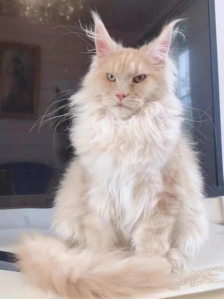 猫舍直销,批发价出售,缅因猫